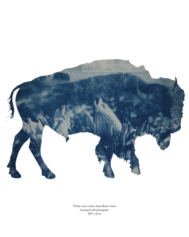 'Prairie crocus shows where Bison is born'